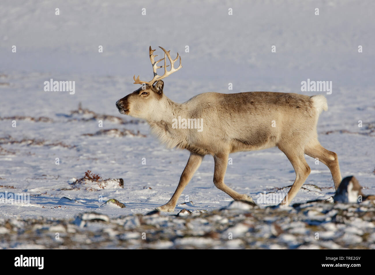 European reindeer, European caribou (Rangifer tarandus tarandus), in winter fur, Norway, Varangerfjord, Kiberg Stock Photo