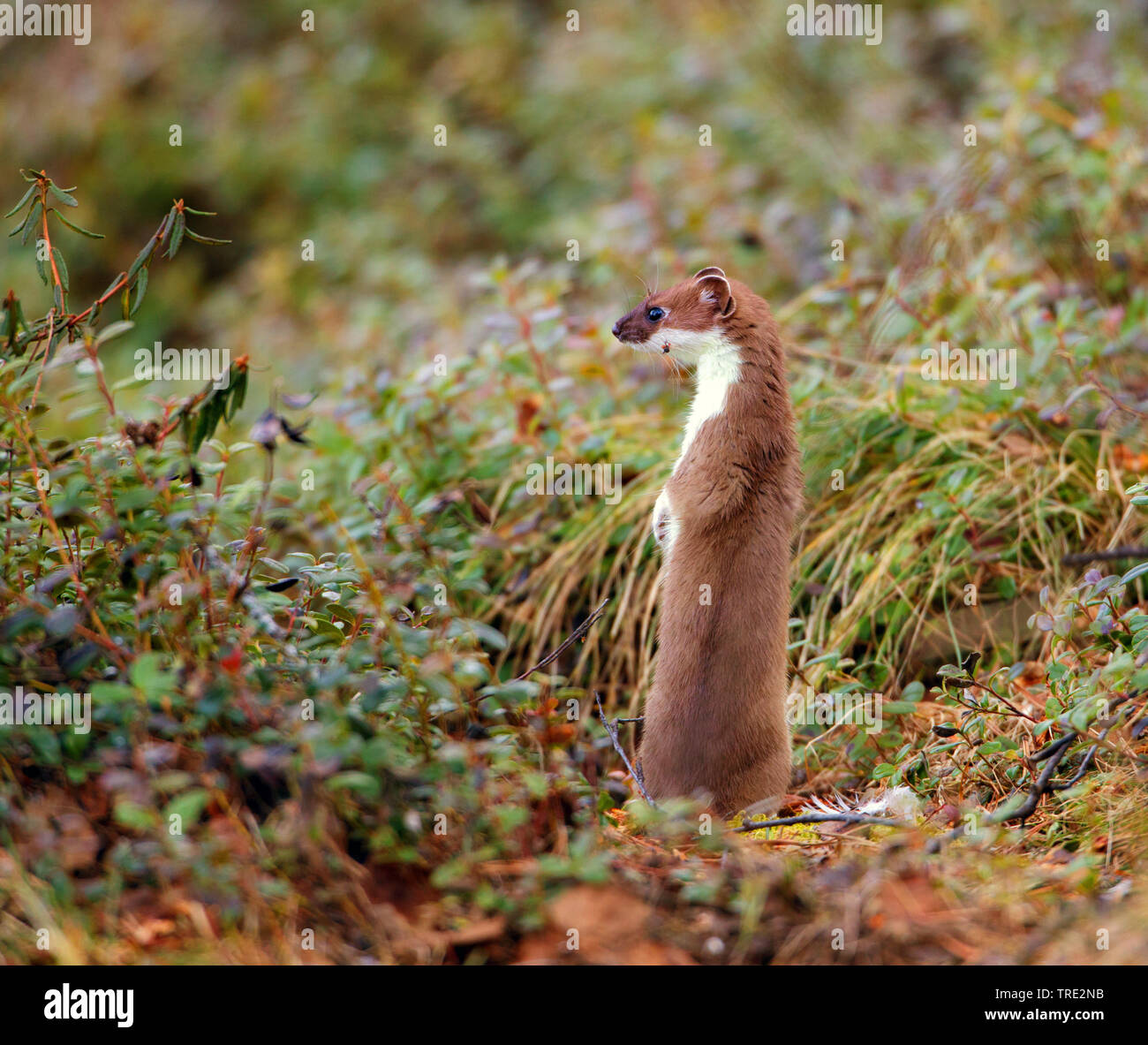 Ermine, Stoat, Short-tailed weasel (Mustela erminea), looking around ...