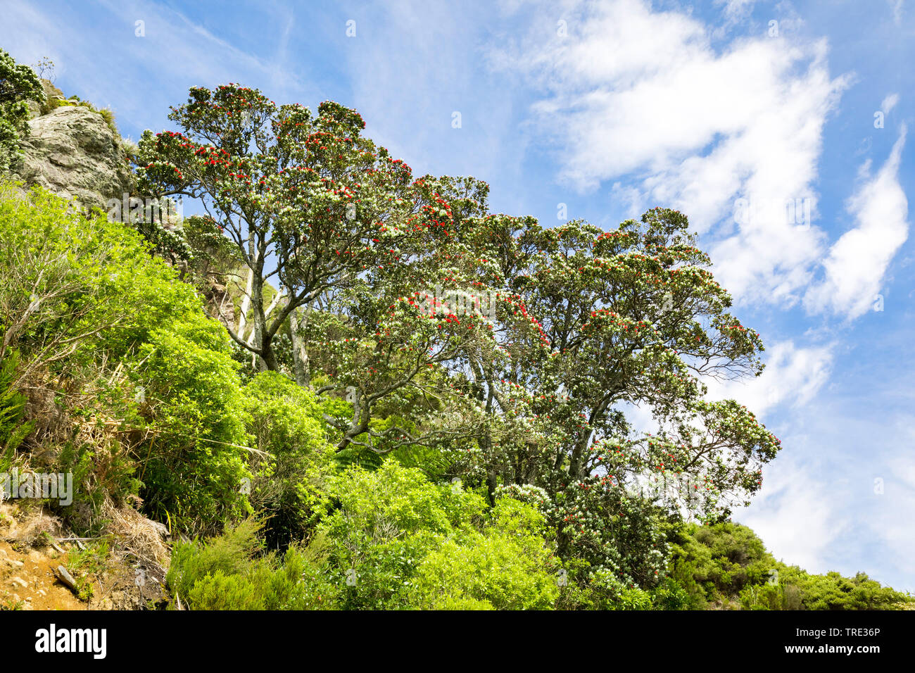 New Zealand Christmas Tree (Metrosideros excelsa, Metrosideros