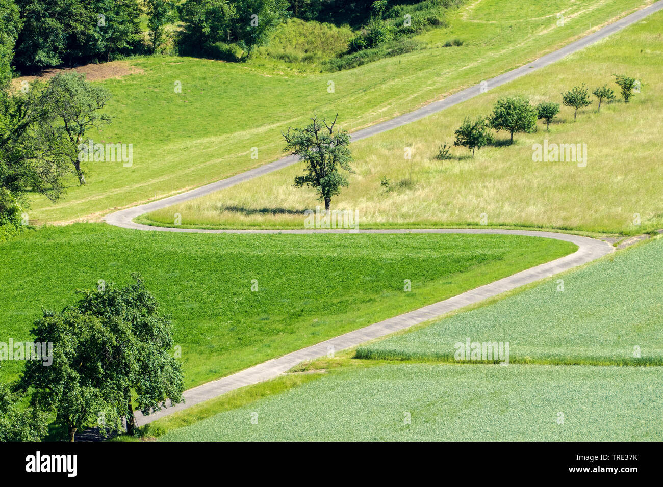 winding path in the green, Germany, Bavaria Stock Photo