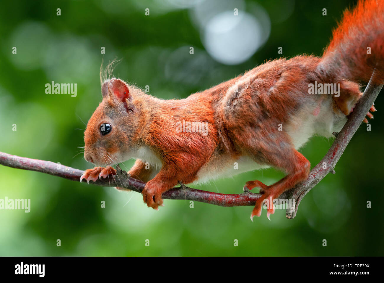 European red squirrel, Eurasian red squirrel (Sciurus vulgaris), climbing on a twig, side view, Germany, North Rhine-Westphalia Stock Photo