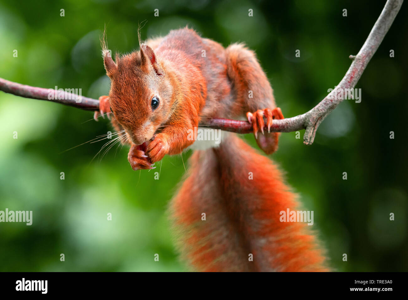European red squirrel, Eurasian red squirrel (Sciurus vulgaris), eating on a twig, front view, Germany, North Rhine-Westphalia Stock Photo