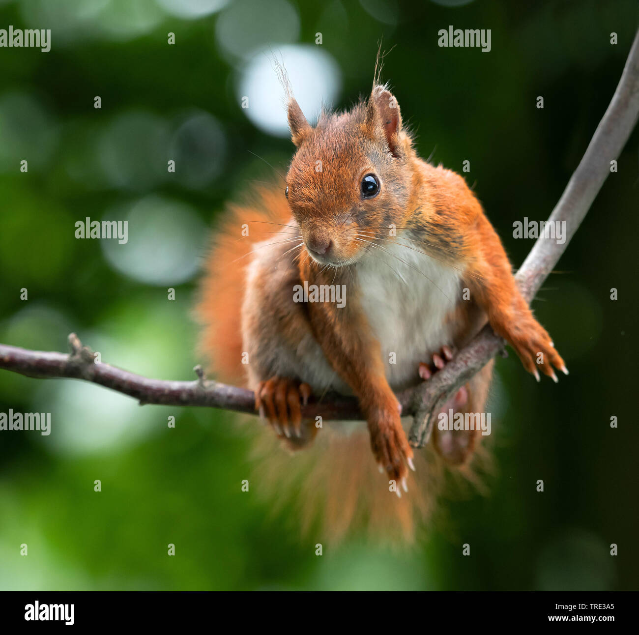 European red squirrel, Eurasian red squirrel (Sciurus vulgaris), sits on a twig and watching, front view, Germany, North Rhine-Westphalia Stock Photo