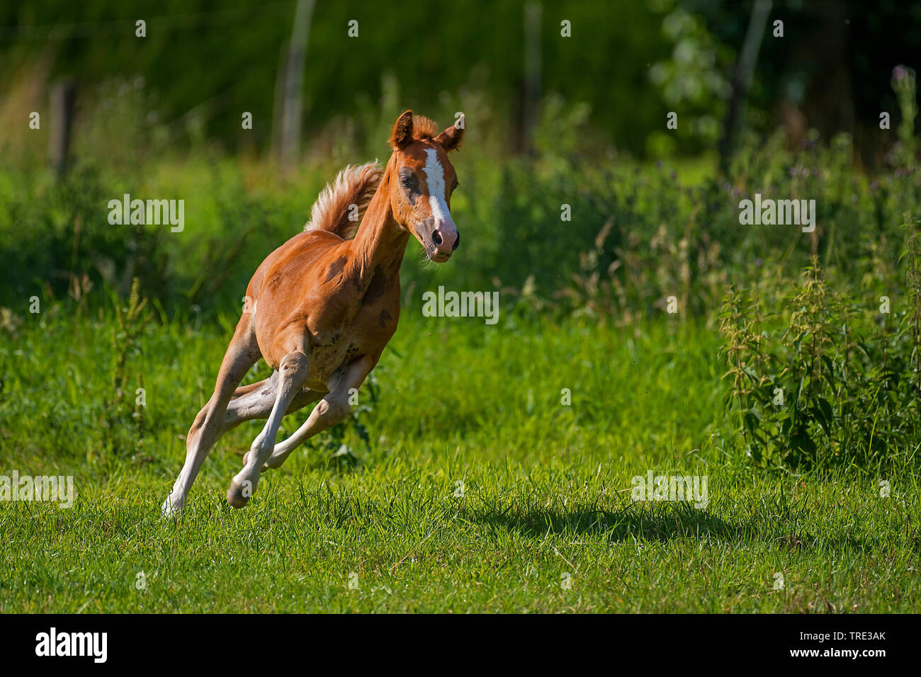 Welsh and cob pony (Equus przewalskii f. caballus), foal galloping in a meadow, front view, Germany, North Rhine-Westphalia Stock Photo