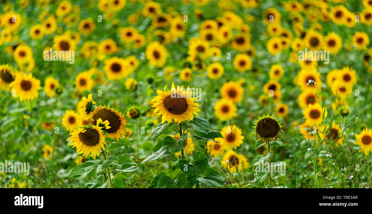 common sunflower (Helianthus annuus), sunflower field, Germany, North Rhine-Westphalia Stock Photo