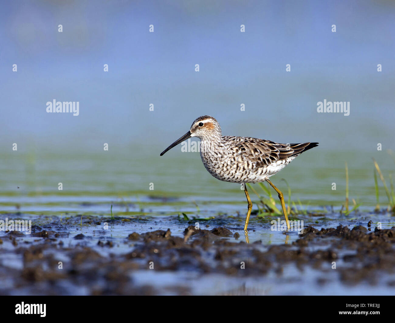 stilt sandpiper (Micropalama himantopus), by the water side, Netherlands, Terschelling Stock Photo