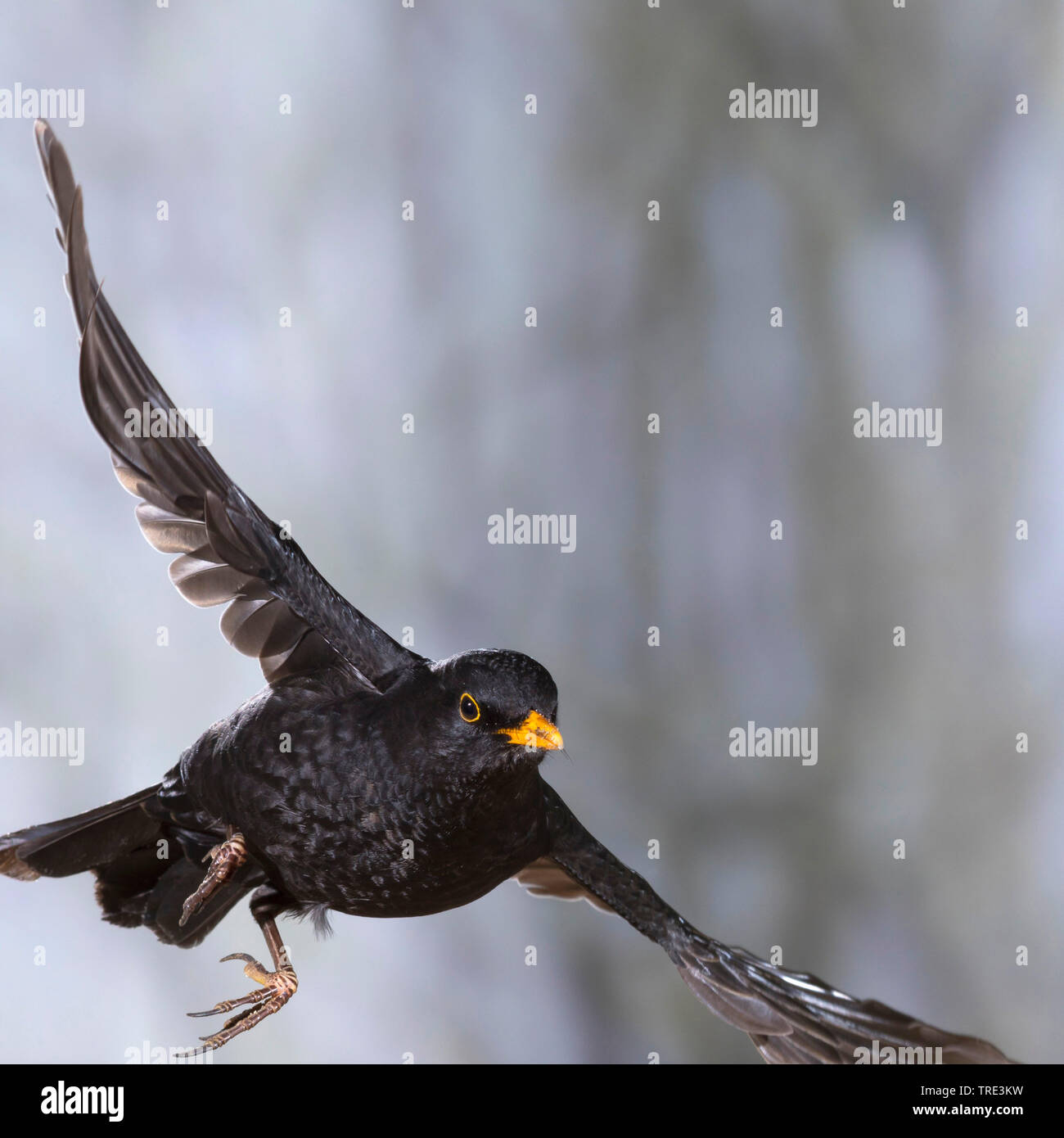 blackbird (Turdus merula), in flight, Germany Stock Photo