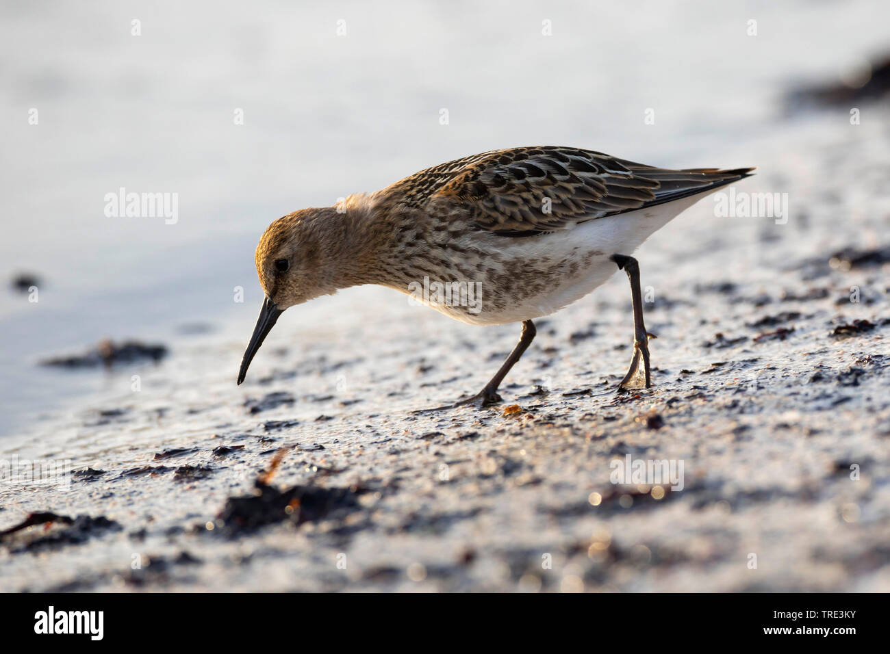 dunlin (Calidris alpina), lateral view, Iceland Stock Photo