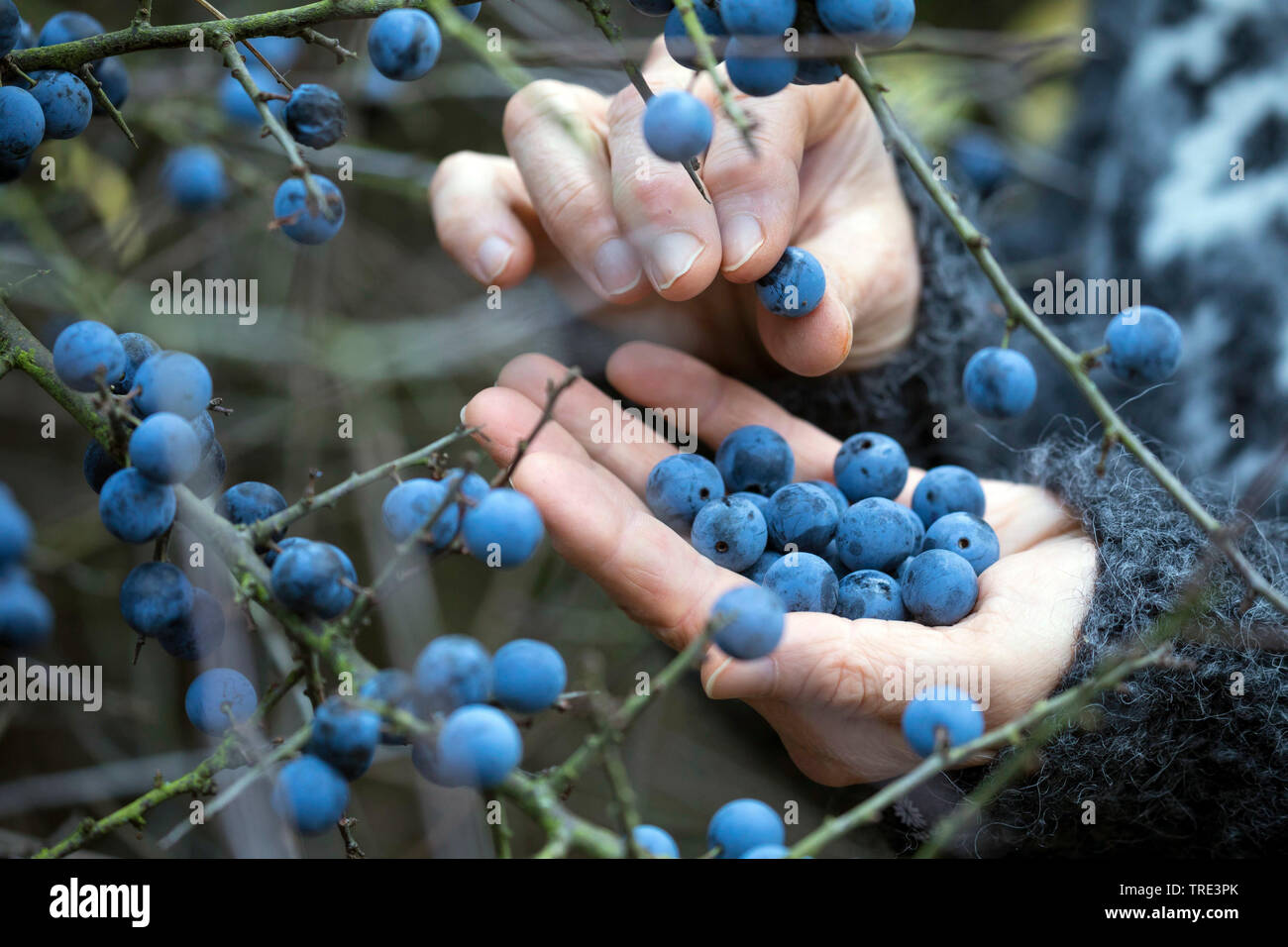 blackthorn, sloe (Prunus spinosa), woman collecting fruits of blackthorn, Germany Stock Photo