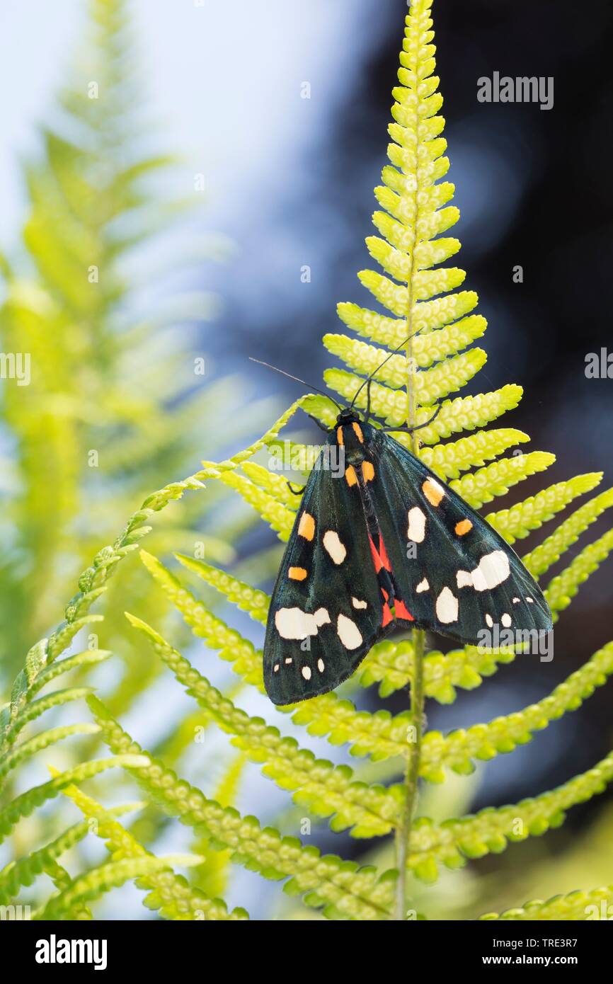 scarlet tiger (Callimorpha dominula, Panaxia dominula), sitting at a fern leaf, view from above, Germany Stock Photo