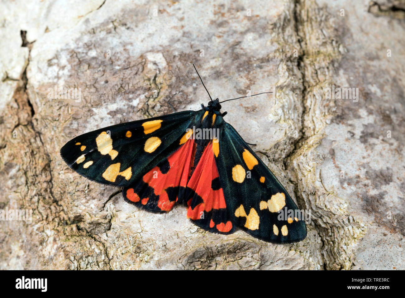 scarlet tiger (Callimorpha dominula, Panaxia dominula), sitting at a birch stem, view from above, Germany Stock Photo