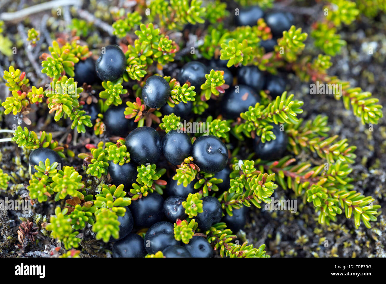 black crowberry (Empetrum nigrum), fruits, Iceland Stock Photo