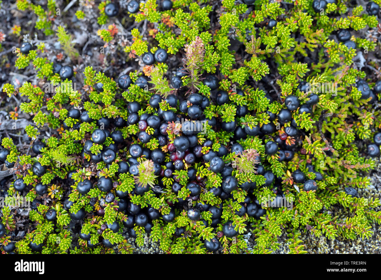 black crowberry (Empetrum nigrum), fruits, Iceland Stock Photo