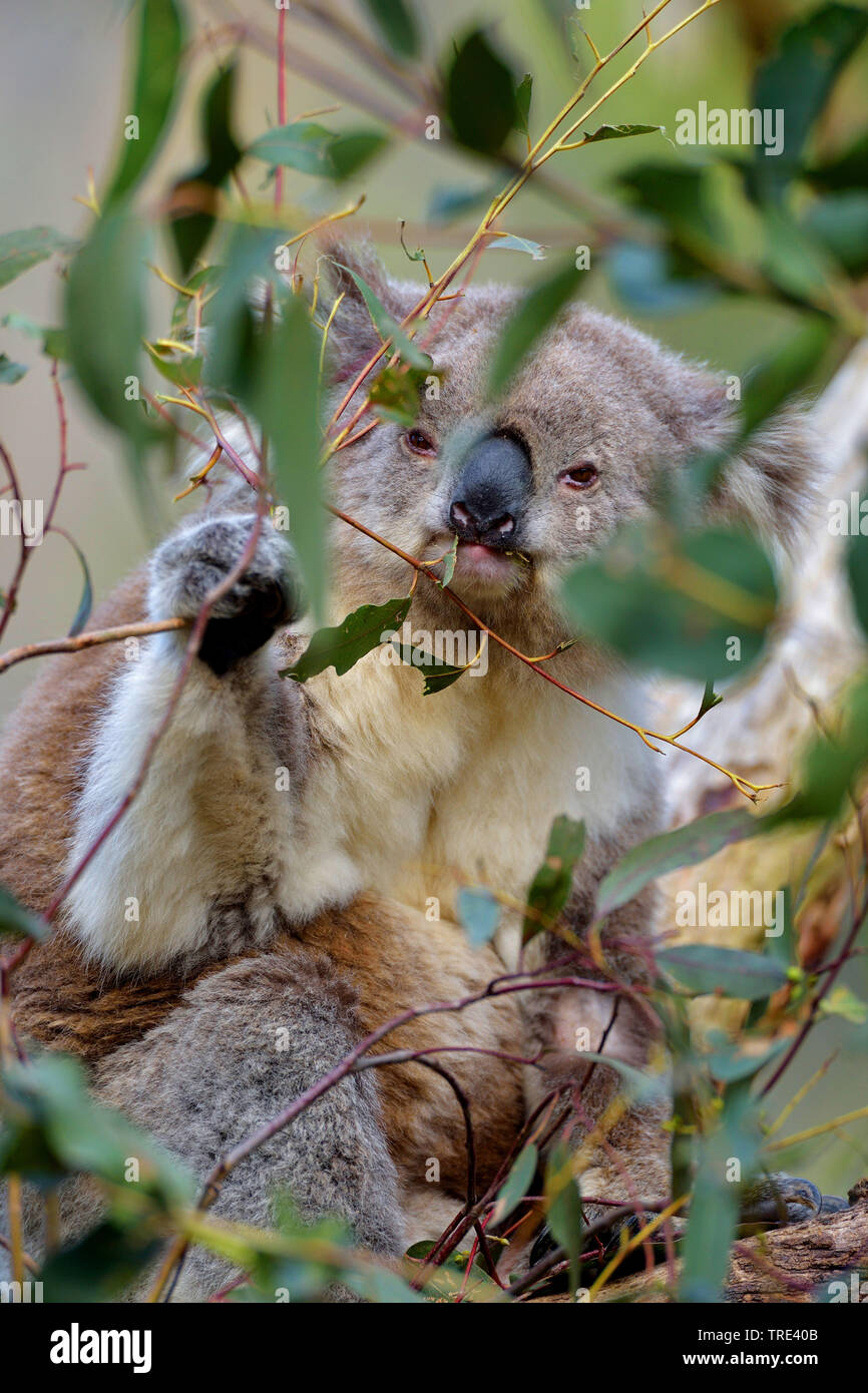 koala, koala bear (Phascolarctos cinereus), feeds on leaves, Australia Stock Photo