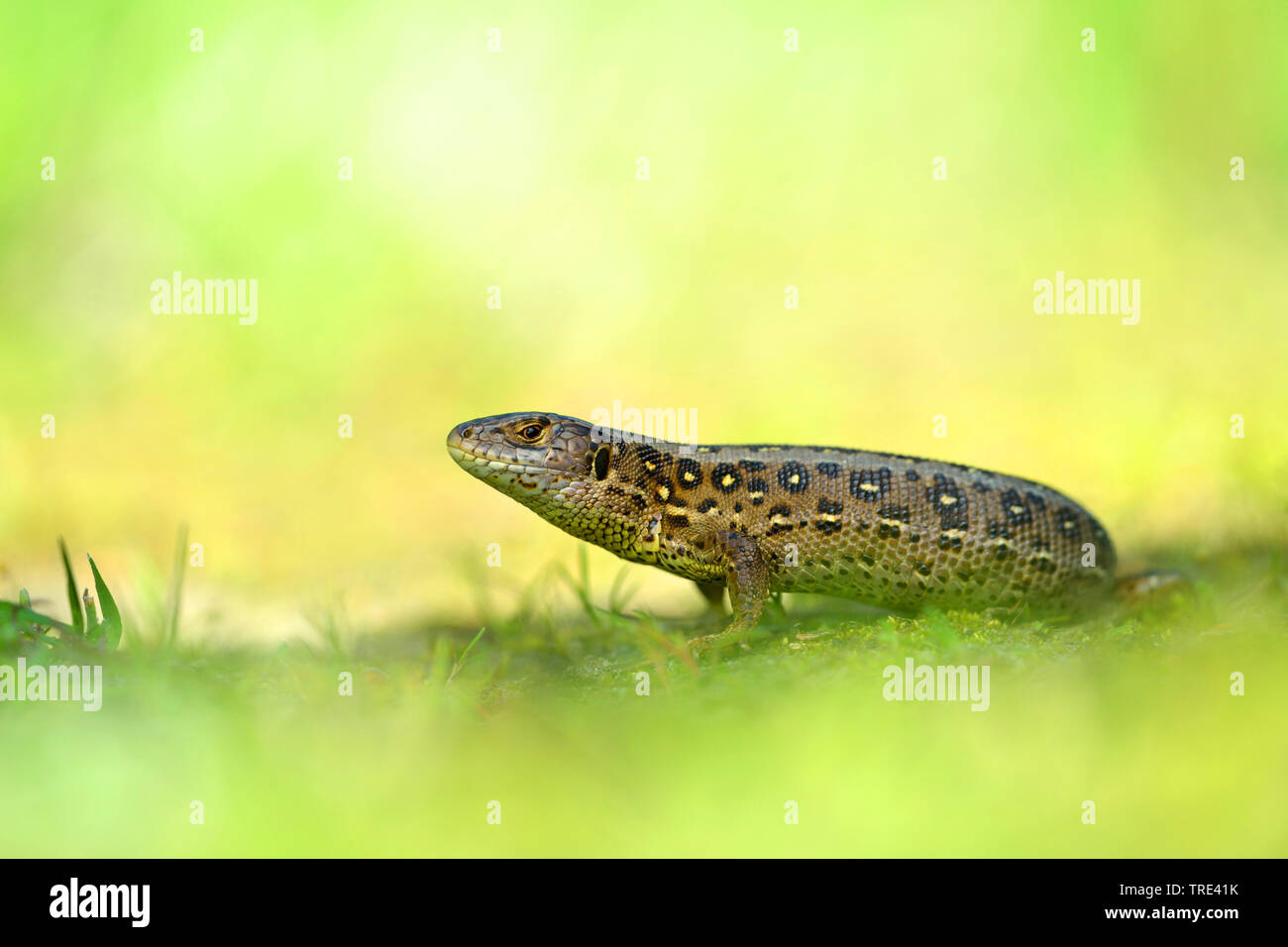 sand lizard (Lacerta agilis), lateral view, Germany, North Rhine ...
