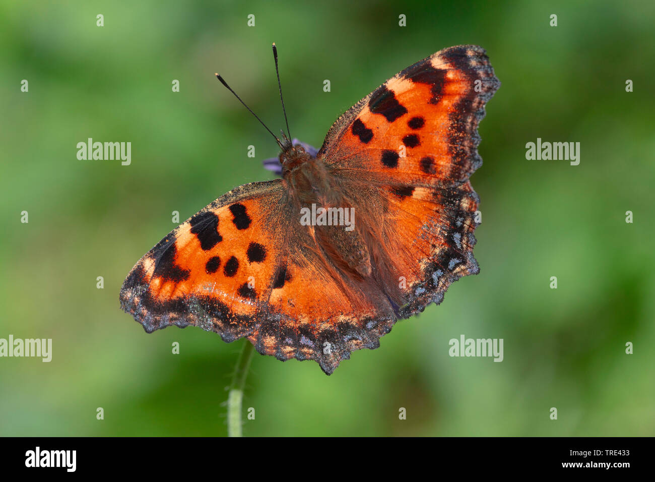 large tortoiseshell, blackleg tortoiseshell (Nymphalis polychloros, Vanessa polychloros), top view, Germany, Bavaria Stock Photo