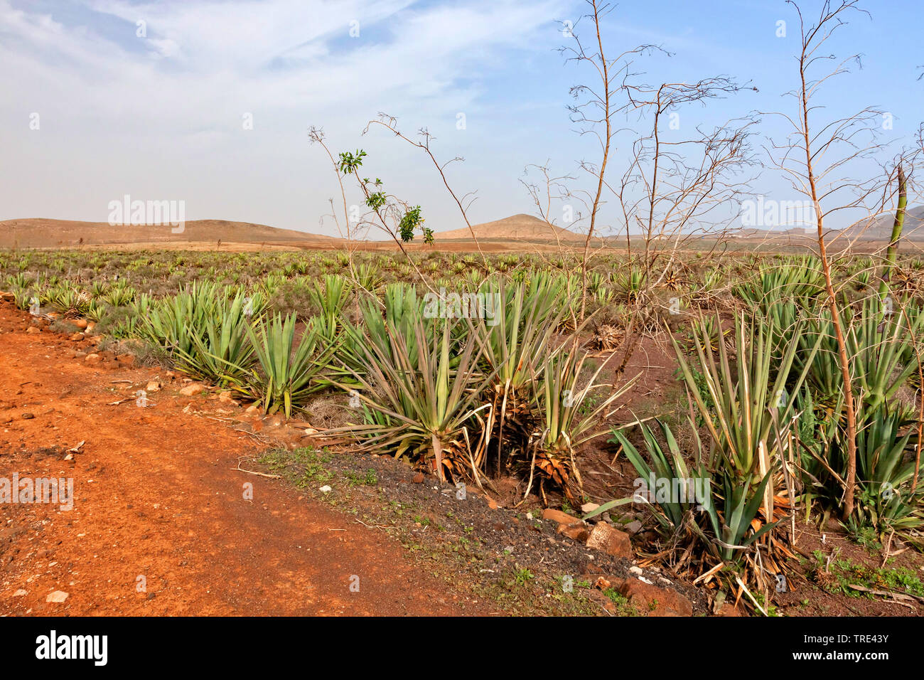 sisal hemp (Agave sisalana), sisal plantagtion, Canary Islands, Fuerteventura Stock Photo