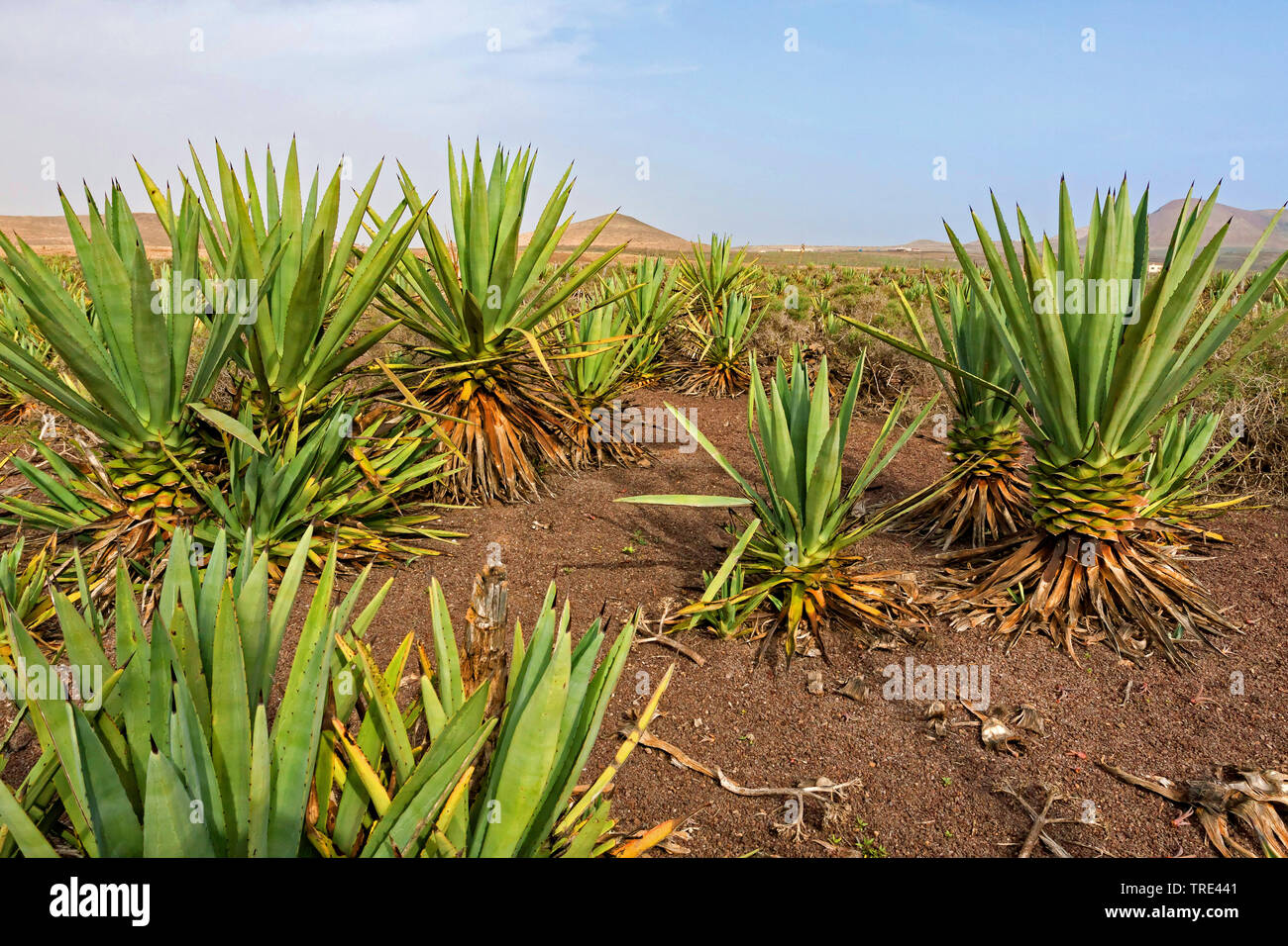 sisal hemp (Agave sisalana), sisal plantagtion, Canary Islands, Fuerteventura Stock Photo
