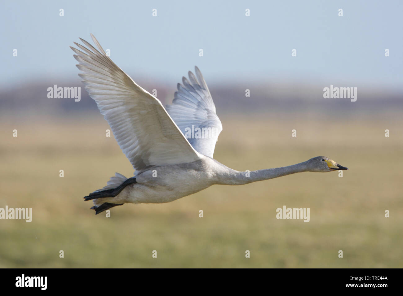 whooper swan (Cygnus cygnus), in flight, Netherlands, Terschelling Stock Photo