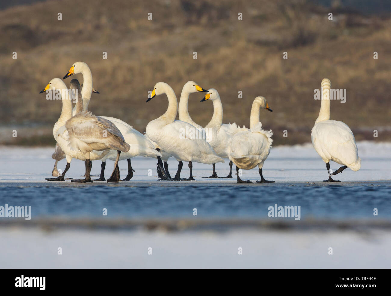whooper swan (Cygnus cygnus), group on frozen lake, Netherlands, Terschelling Stock Photo