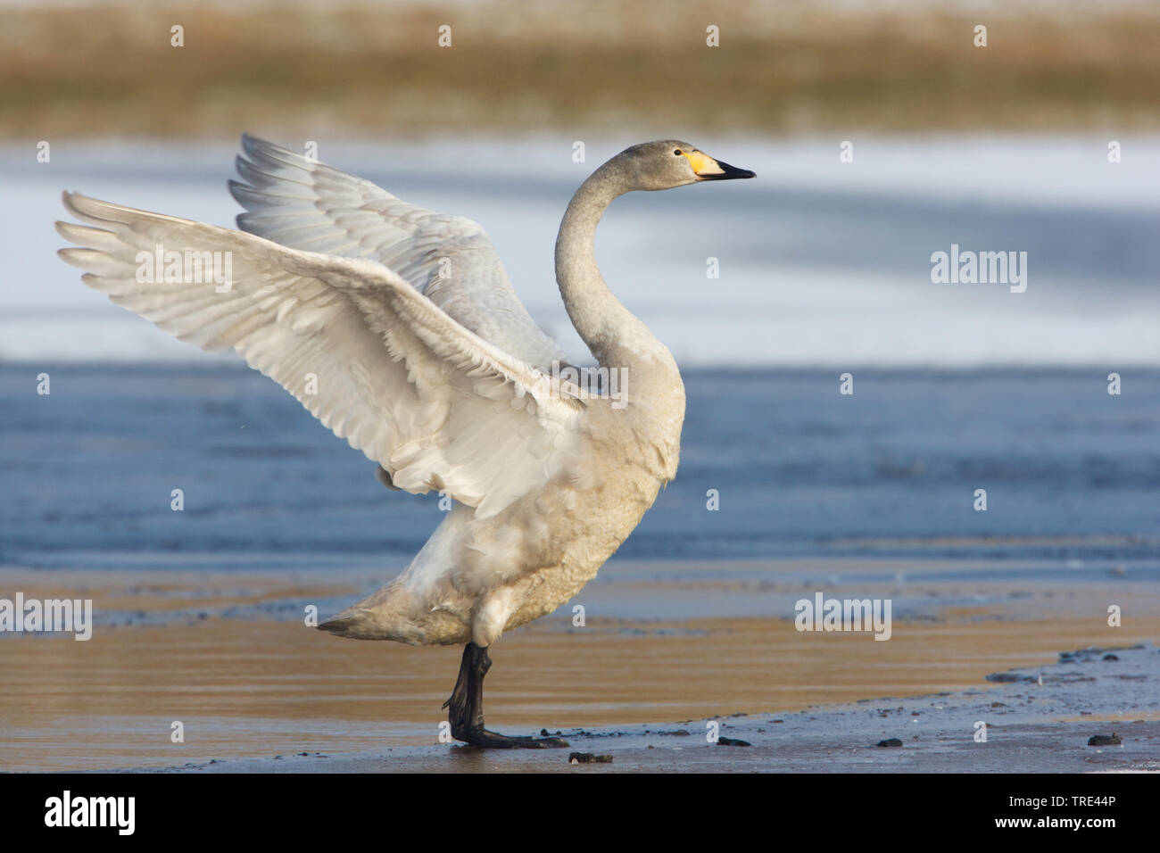 whooper swan (Cygnus cygnus), juvenile whooper swan flapping wings, Netherlands, Terschelling Stock Photo