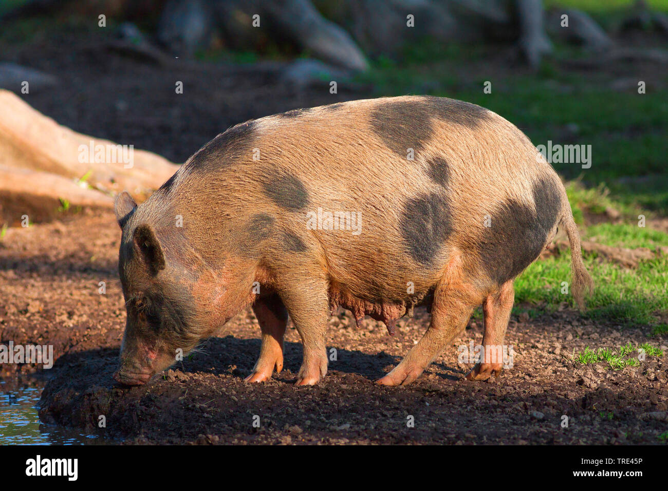 Vietnamese pot-bellied pig (Sus scrofa f. domestica), lateral view, Germany Stock Photo