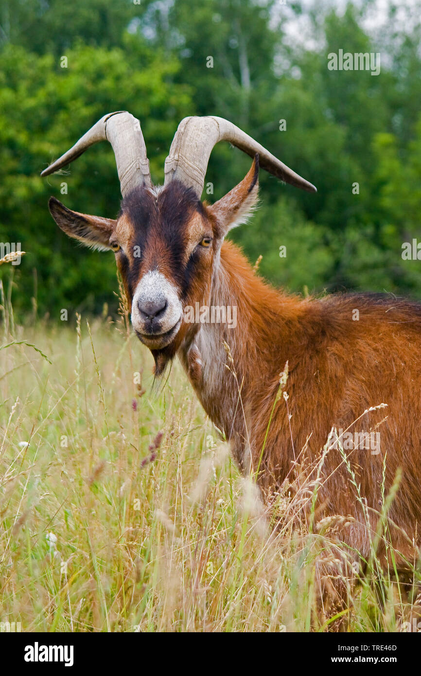 Thuringian goat (Capra hircus, Capra aegagrus f. hircus), on a meadow, Germany Stock Photo