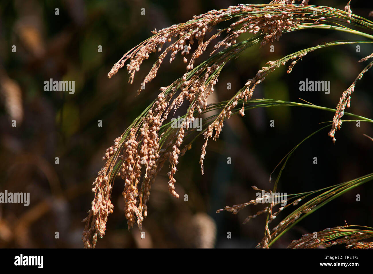 common millet, European millet, wild-proso millet (Panicum miliaceum), panicle, Germany Stock Photo