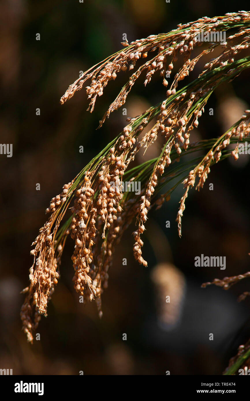 common millet, European millet, wild-proso millet (Panicum miliaceum), panicle, Germany Stock Photo
