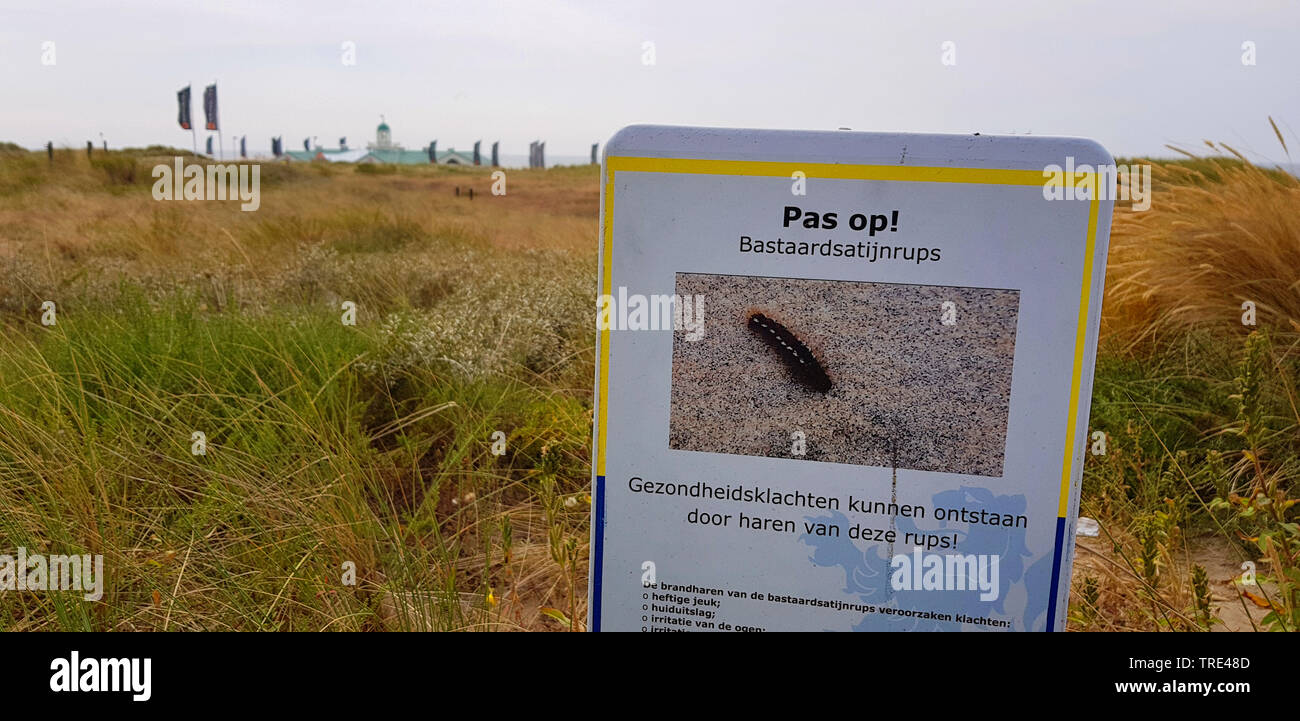 Brown-tail moth, Brown-tail (Euproctis chrysorrhoea), warning of brown-tail caterpillars which can cause itching and breathing troubles, Netherlands, South Holland, Nordwijk Stock Photo