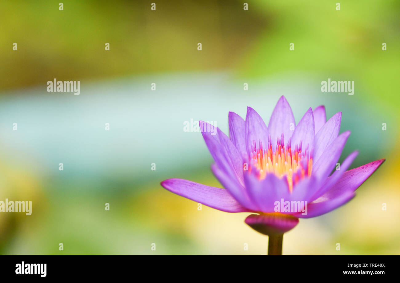 Purple water lily flower blooming in the lotus pond with sunlight in ...