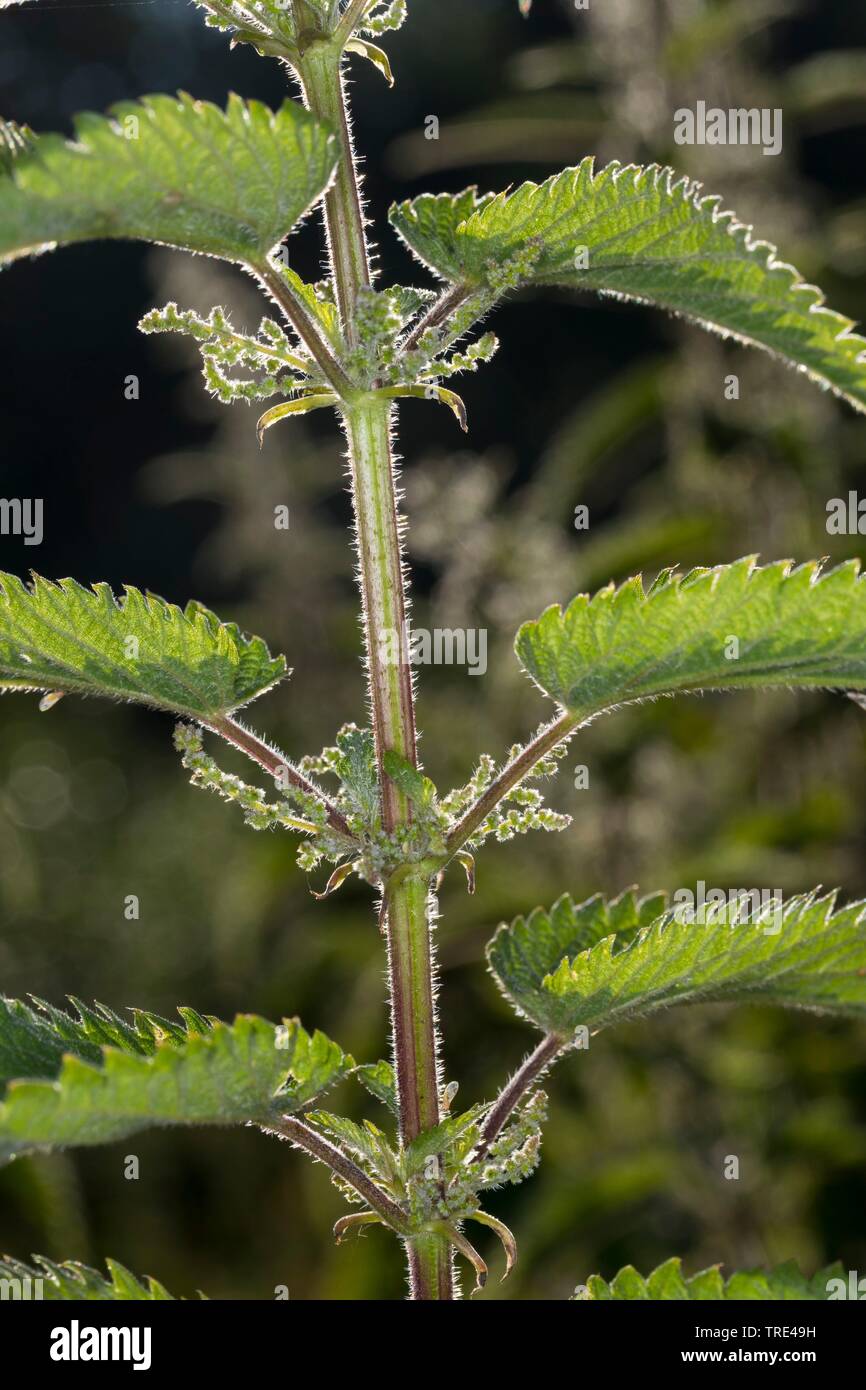 stinging nettle (Urtica dioica), blooming, Germany Stock Photo