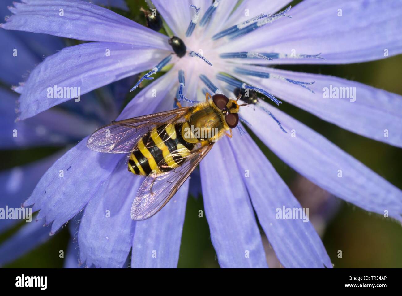 Currant Hover Fly, Common Banded Hoverfly (Syrphus spec.), female, Germany Stock Photo