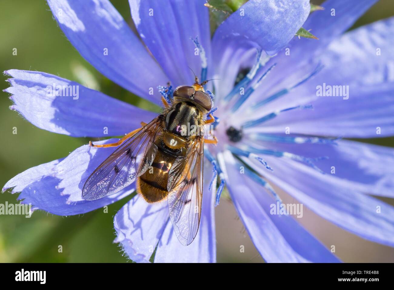 Sap-run Hoverfly (Ferdinandea cuprea), male on a chicory, Germany Stock Photo
