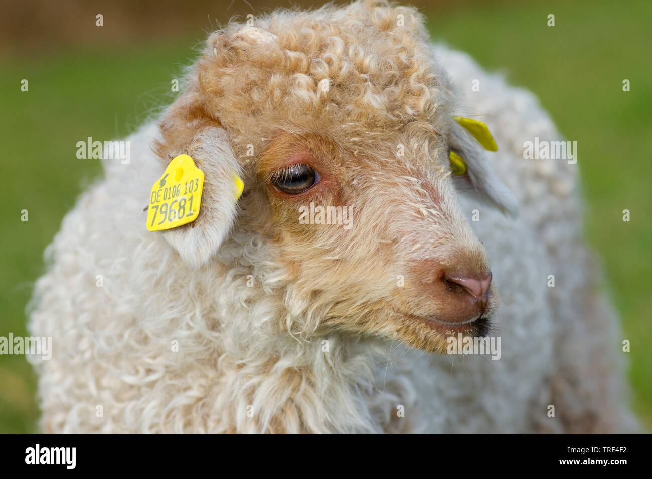 Racka, Racka sheep (Ovis ammon f. aries), white lamb of Racka sheep, Germany, Hesse Stock Photo