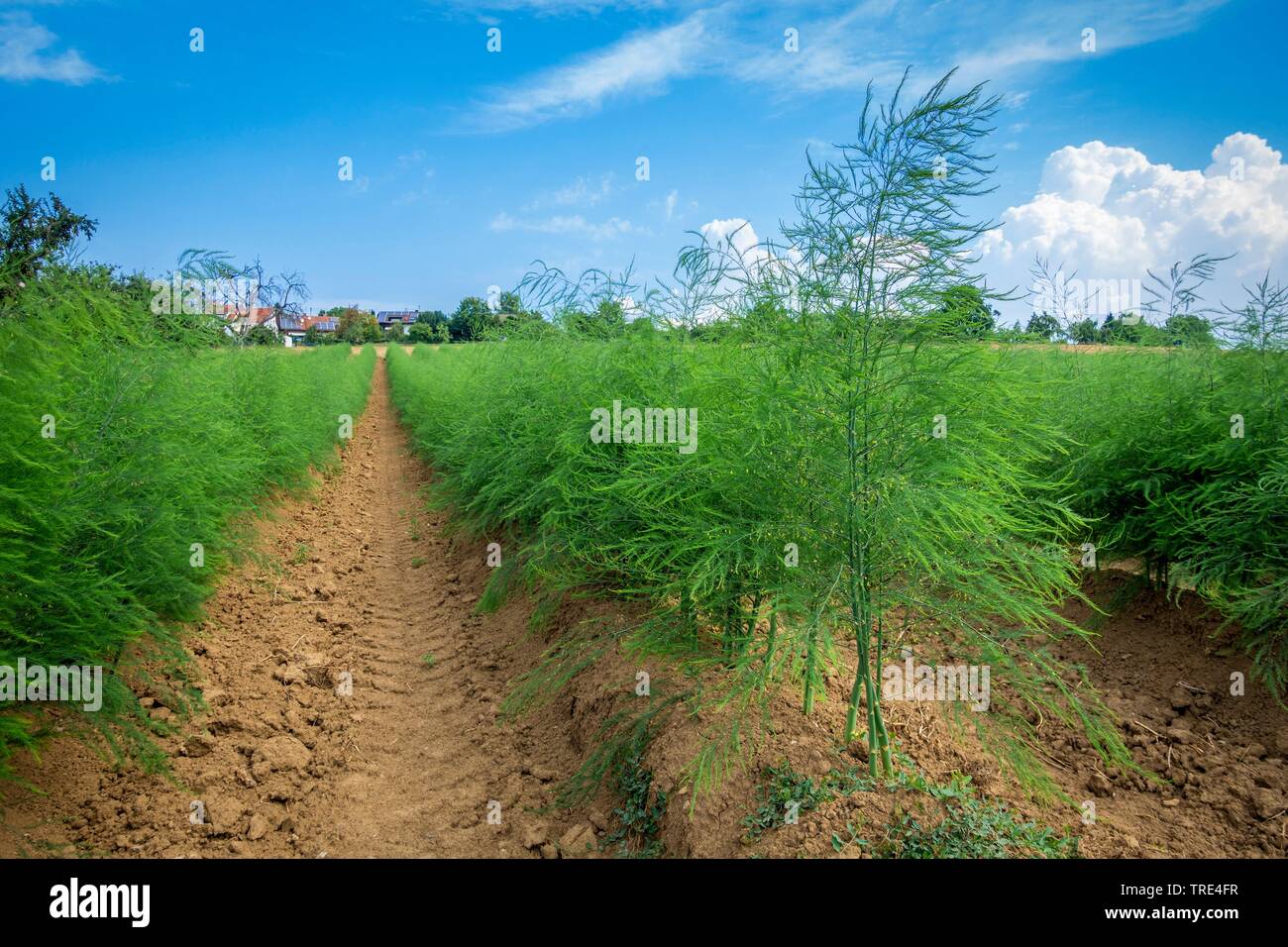 Shouting asparagus field after harvest in summer, Bundesrepublik