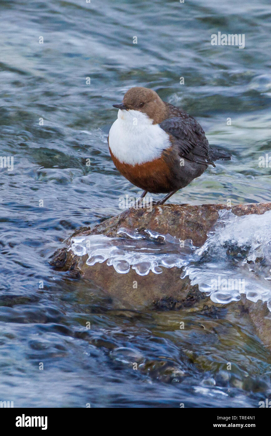 dipper (Cinclus cinclus), on icy waterfront, Germany, Baden-Wuerttemberg Stock Photo