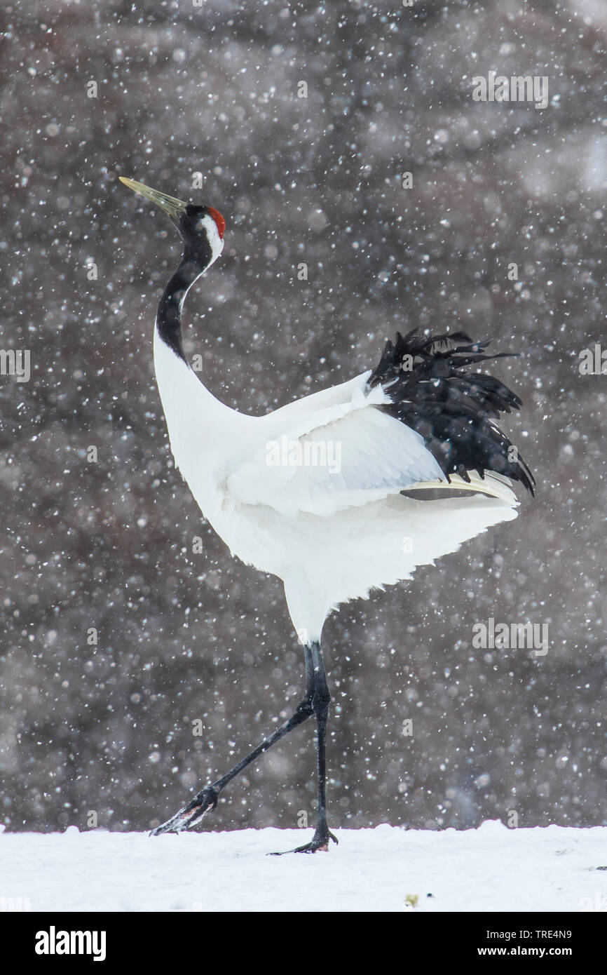 Manchurian crane, Red-crowned crane (Grus japonensis), courtship dance in snow, Japan, Hokkaido Stock Photo