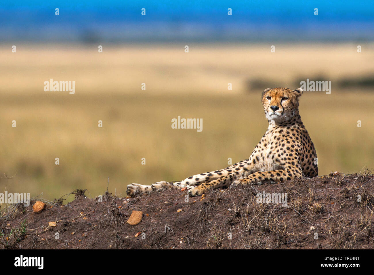 cheetah (Acinonyx jubatus), lying on termite mound, Kenya, Masai Mara National Park Stock Photo