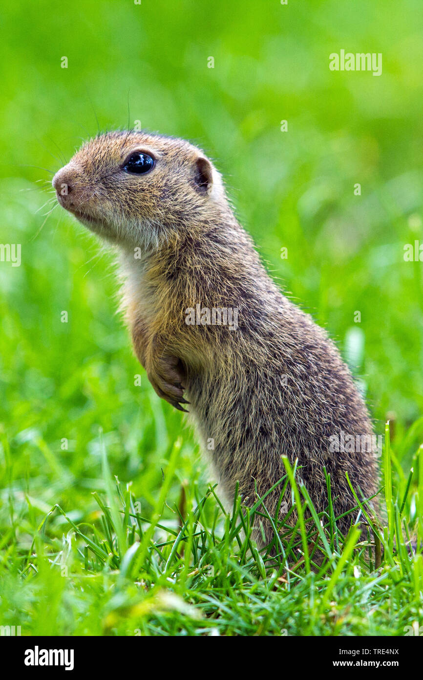 European ground squirrel, European suslik, European souslik (Citellus citellus, Spermophilus citellus), standing upright in a meadow, Austria, Burgenland, Neusiedler See National Park Stock Photo
