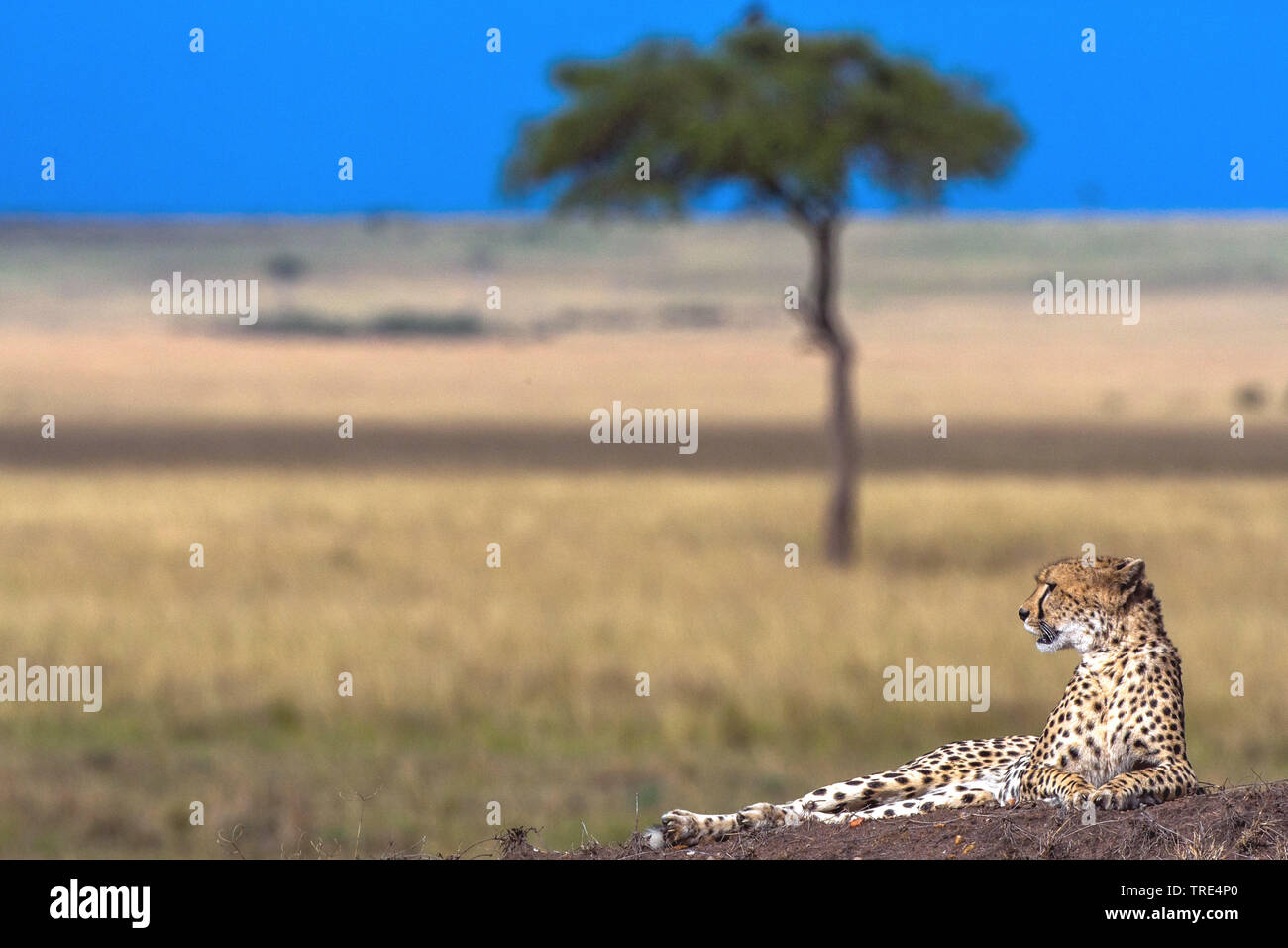 cheetah (Acinonyx jubatus), lying on termite mound in savanna, Kenya, Masai Mara National Park Stock Photo