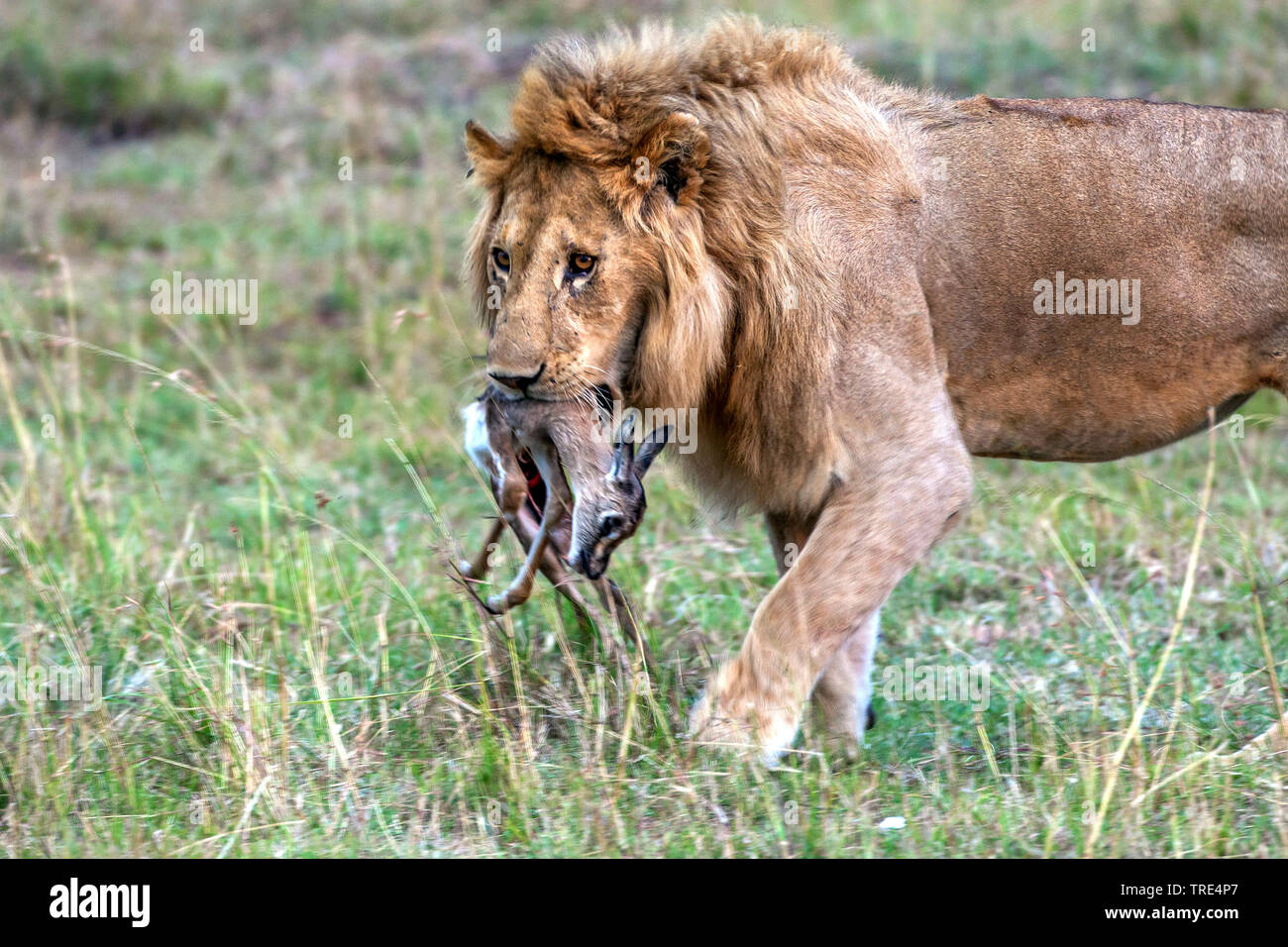 lion (Panthera leo), with prey, Kenya, Masai Mara National Park Stock Photo