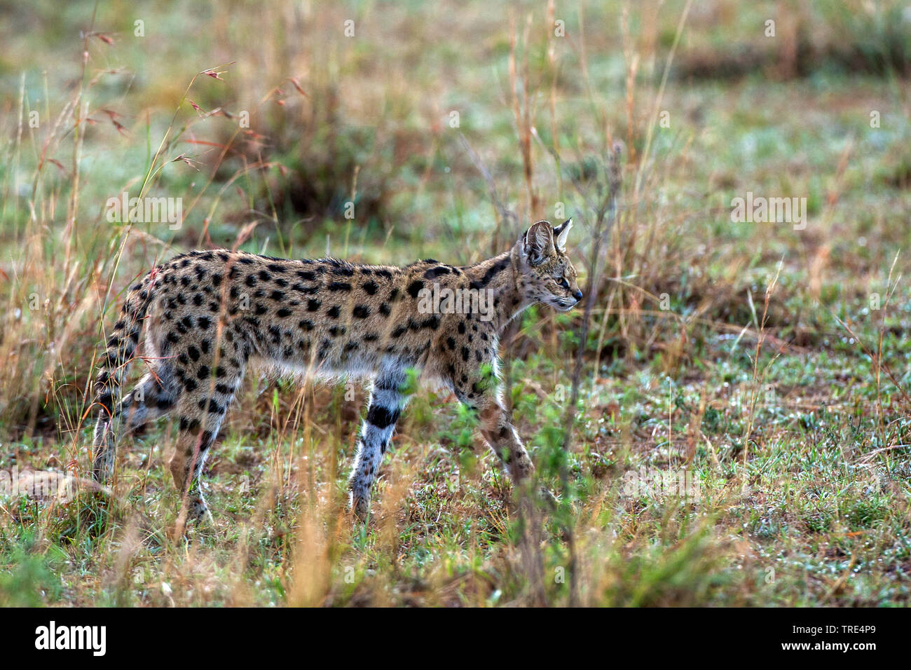 serval (Leptailurus serval, Felis serval), walking through savanna, Kenya, Masai Mara National Park Stock Photo