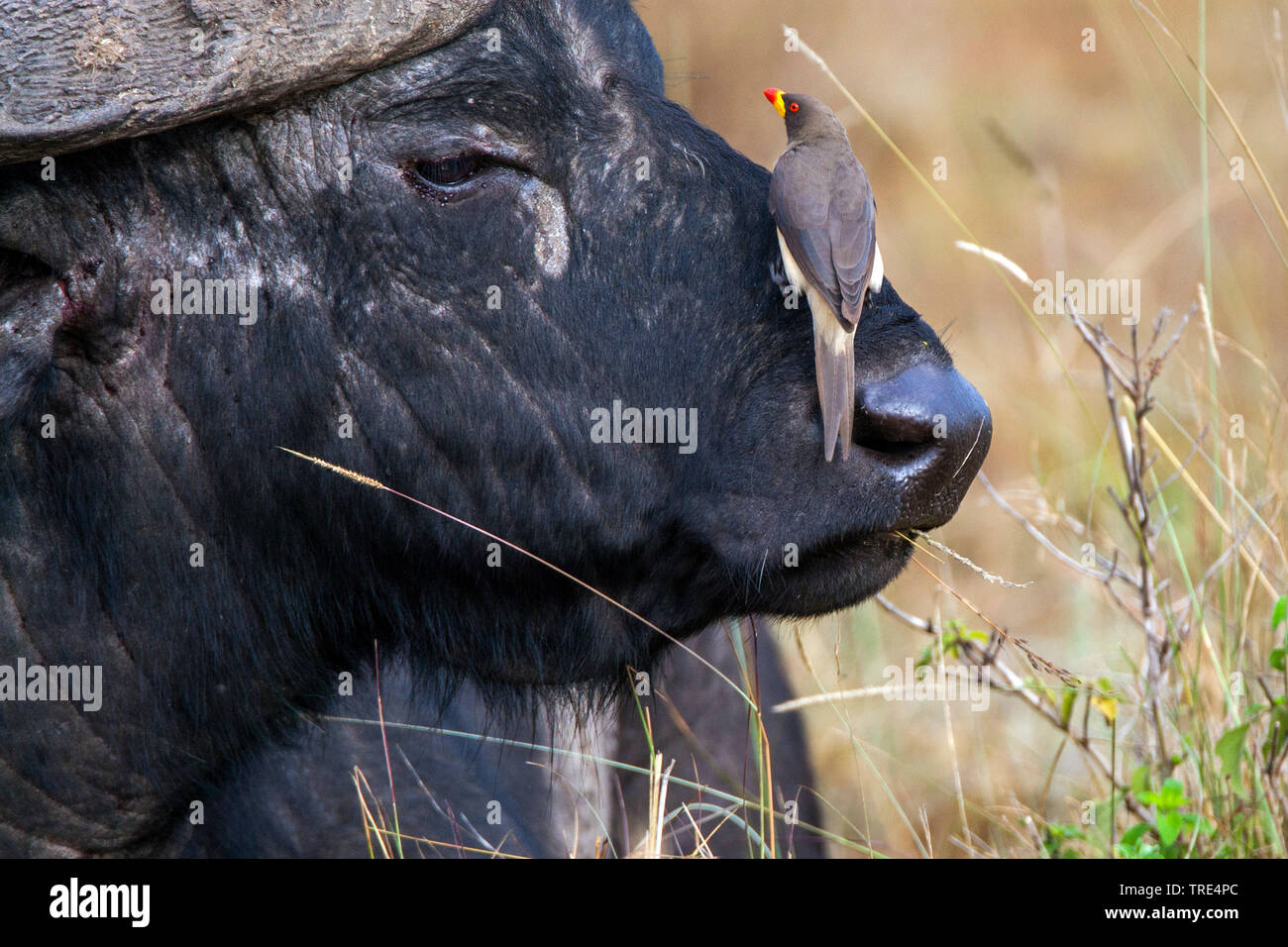 African buffalo (Syncerus caffer), with Red-billed Oxpecker, Kenya, Masai Mara National Park Stock Photo