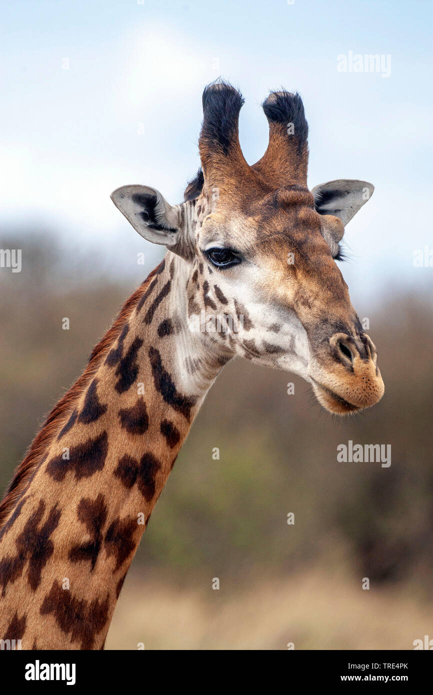Masai giraffe (Giraffa camelopardalis tippelskirchi), portrait, side view, Kenya, Masai Mara National Park Stock Photo