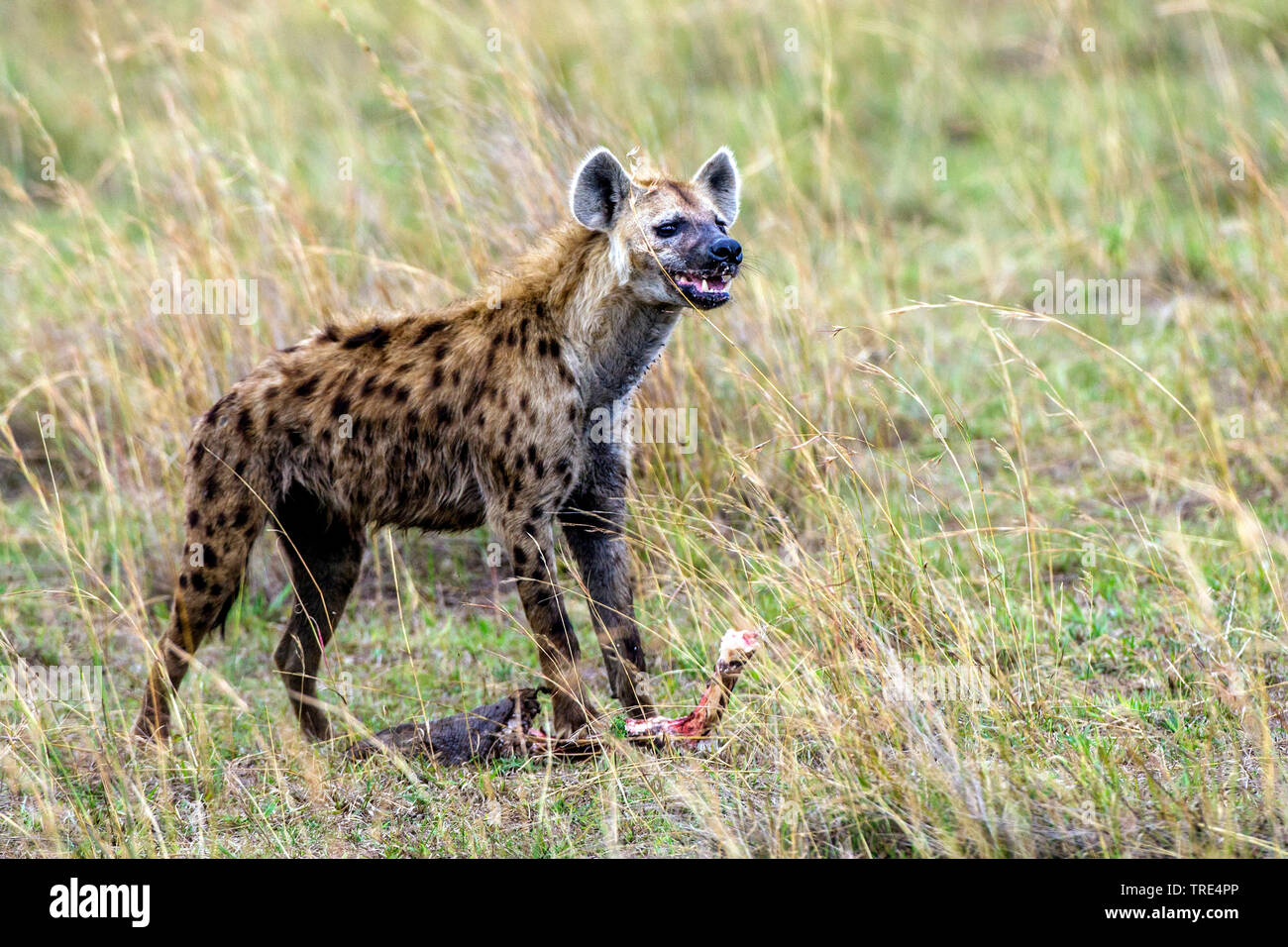 spotted hyena (Crocuta crocuta), eating at a cadaver, side view, Kenya, Masai Mara National Park Stock Photo