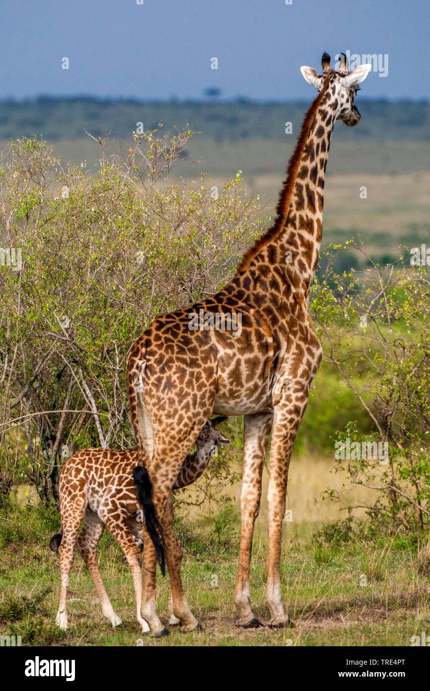 Masai giraffe (Giraffa camelopardalis tippelskirchi), giraffe baby suckling by the mother, Kenya, Masai Mara National Park Stock Photo