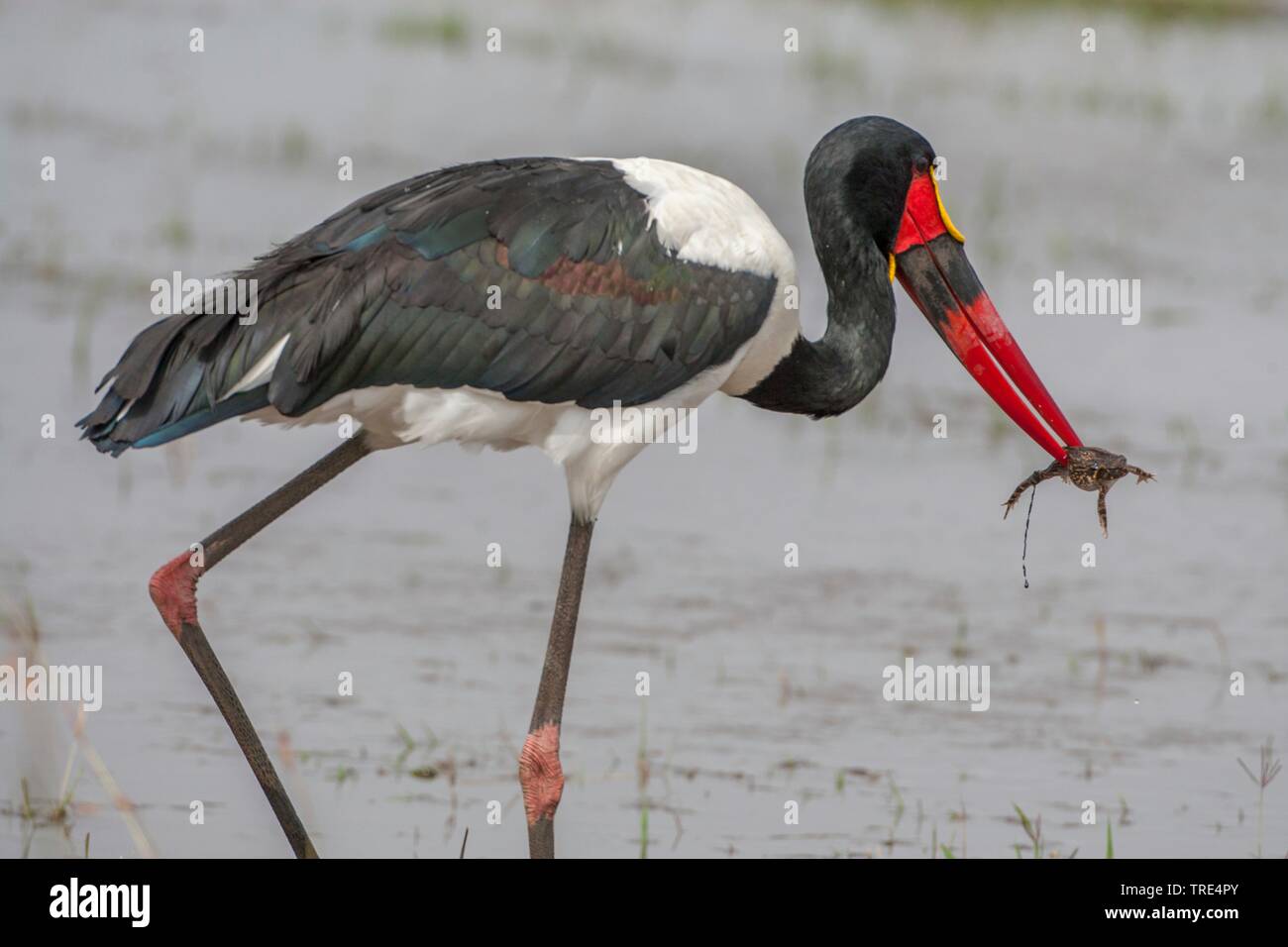 saddle-bill stork (Ephippiorhynchus senegalensis), stalking with a frog in the bill through shallow water, side view, Kenya, Masai Mara National Park Stock Photo