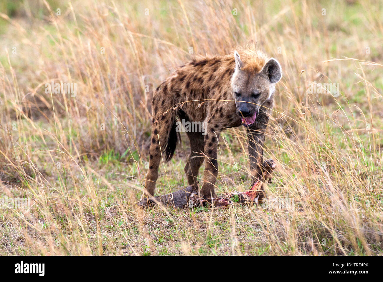 spotted hyena (Crocuta crocuta), eating at a cadaver, Kenya, Masai Mara National Park Stock Photo
