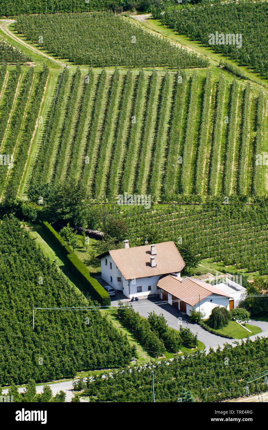 Bauernhof with aplle plantation, aerial view, Italy, South Tyrol, Vinschgau Stock Photo